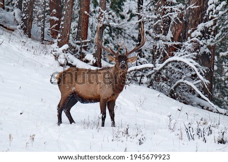 Russia. Mountain Altai. A huge Siberian deer maral grazes peacefully in the snow-covered autumn taiga. Royalty-Free Stock Photo #1945679923