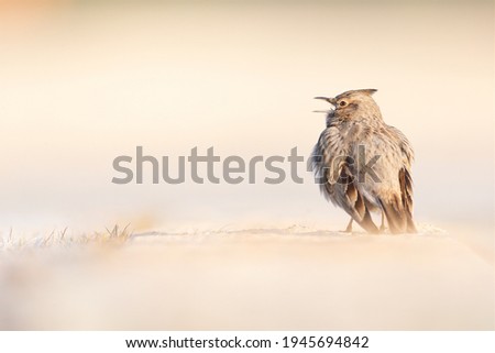 A crested lark (Galerida cristata) foraging in a frozen meadow in the morning light