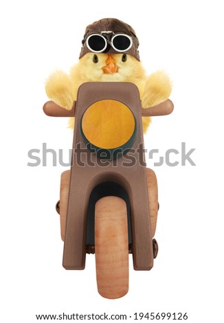 Cute chick is driving motorcycle moped motorbike funny conceptual photo isolated on white background