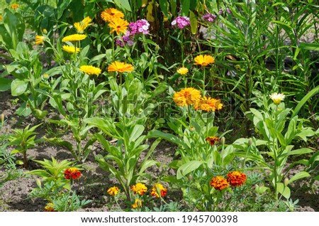 Blooming orange Calendula officinalis on a flower bed in the summer garden