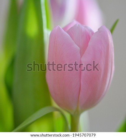 Beautiful view of a tulip