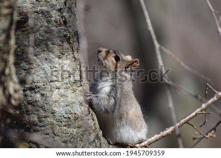 Close up shot of squirrel on the tree 