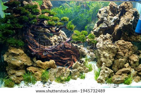 aquascape balance of rocks and plants 