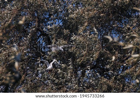 Photo of seagulls that sit on deciduous olive trees and eat these fruits. Wonderful warm summer weather for travel and outdoor recreation.