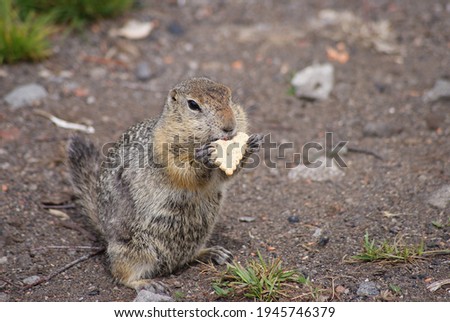 An arctic ground squirrel eating a cookie