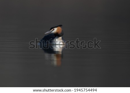 Great Crested Grebe Podiceps Cristatus swimming on lake Early spring morning portrait