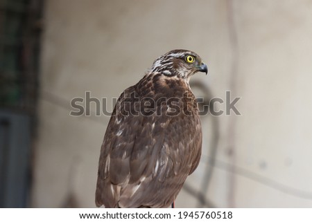 Eurasian sparrowhawk (Accipiter nisus), also known as the northern sparrowhawk, birds of prey wildlife photo, Lahore, Pakistan