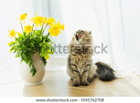 Spring background. fluffy cute cat looks up and licks his mouth sits next to yellow daffodils in a white vase on a white background. funny cats. spring cats