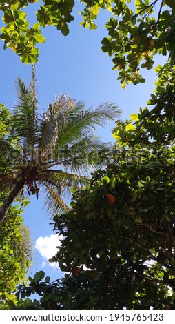 tropical trees on the beach with blue sky