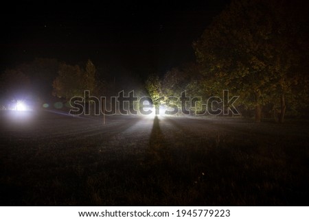 Trees and street lamps on a quiet foggy night. Foggy misty evening lamps in empty road at forest.