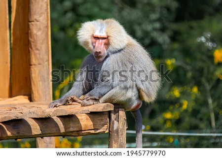 Sacred baboon sitting on wooden platform looking to the side in the sun.holy baboon. hamadryas baboon (papio hamadryas) 