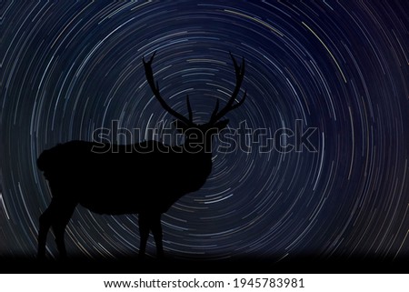 Silhouette of old deer with big horn at night with startrail in the background
