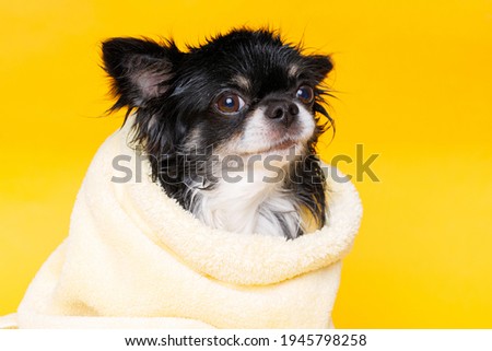 Funny wet puppy of chihuahua after bath wrapped in towel. Just washed cute dog on bright trendy  yellow background.