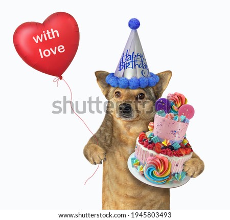 A beige dog in a party hat with a holiday cake and a red balloon celebrates a birthday. White background. Isolated.