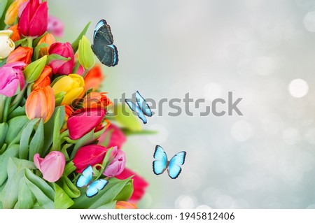 bunch of spring multicolored tulips border on blue bokeh background with butterflies, web banner format with copy space