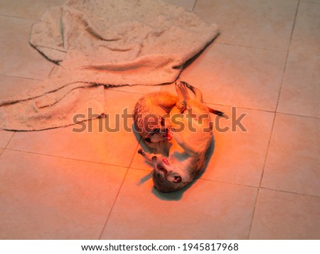 Two striped predatory animals from the mongoose family fight at home on the floor of a zoo cage. The meerkat bites and scratches the meerkat under heat of the infrared lamp. Fight, game, facesitting.