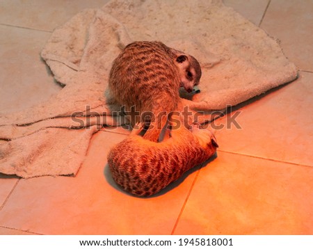Two striped predatory animals from the mongoose family fight at home on the floor of a zoo cage. The meerkat bites and scratches the meerkat under heat of the infrared lamp. Fight, game, facesitting.