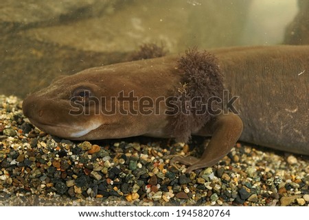 Closeup on a large , 12 inch long, neotenic adult coastal giant salamander , Dicamptodon tenebrosus