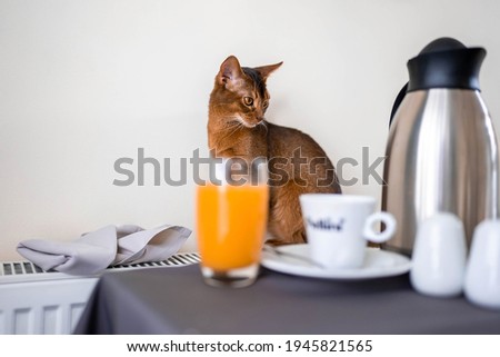 Cute Abyssiniancat at the breakfast table.Beautiful kitten.