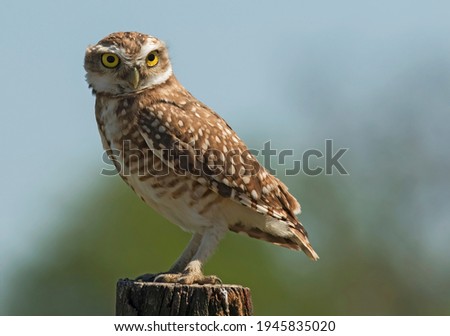 a burrowing owl perched on a pole