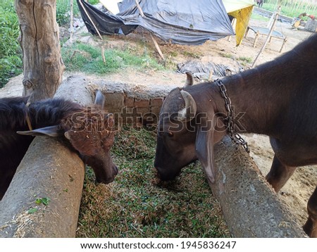 Beautiful and Cute Calf Closeup Photos Bison Buffalo Bull Pictures Eating Together in Village tied with a rope to a Pole India Domestic Dairy Animals or Cattle 