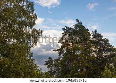 Tops of green forest trees on blue sky and white clouds background on sunny summer day. Sweden.