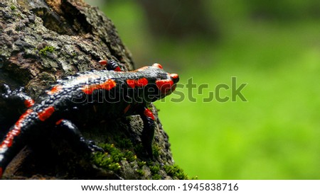 Red Fire salamander in Forest day