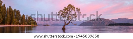 That Wanaka Tree at Sunrise. Wanaka New Zealand. New Zealand Landscape. 