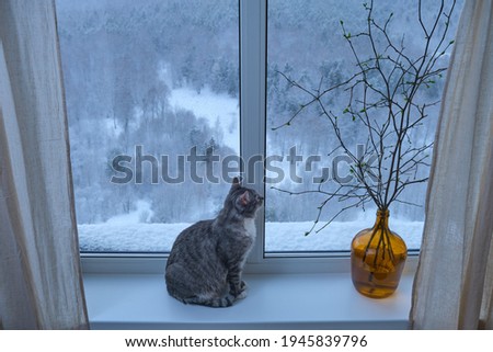 A cat and a spring flower on the background of a winter forest outside the window. Pet waiting for spring on the windowsill