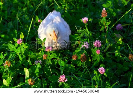 Chicken. Adorable Baby Chick Chicken Is sitting in the green grass. Young white chicken