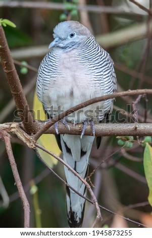 closeup shot of one little wild Zebra Dove perching on tree branch with blurry vibrant green foliage in background