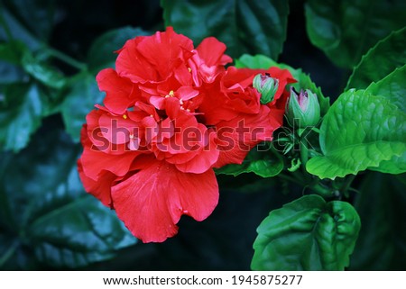 Double Red Hibiscus Flower and buds