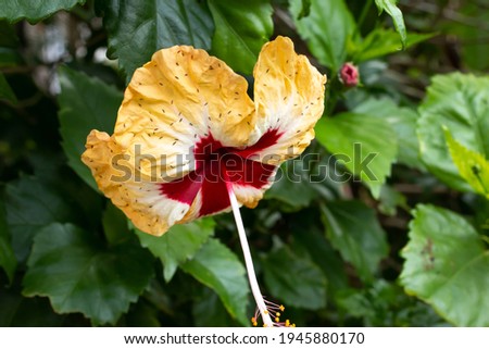 An isolated yellow and red hibiscus flower covered in aphids that are eating away at the petals. Isolated single flower against a bright green jungle background in Bridgetown, Barbados. Side profile.