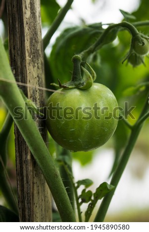 tomatos, take a picture at gardens