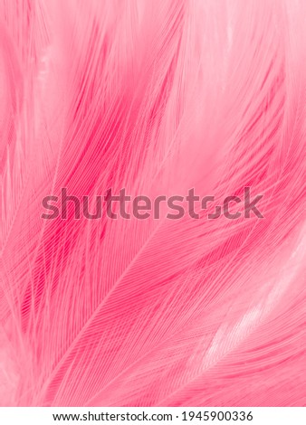 Beautiful abstract light pink feathers on white background,  white feather frame on pink texture pattern and pink background, love theme wallpaper and valentines day