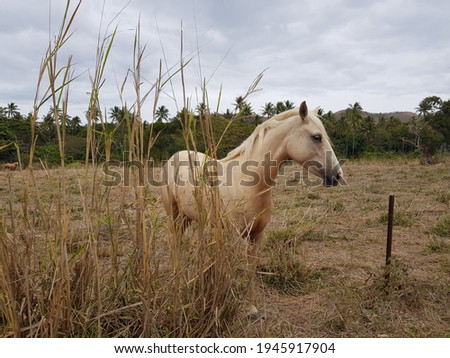 Light coloured horse seen in profile in a dry field on the edge of a tropical forest