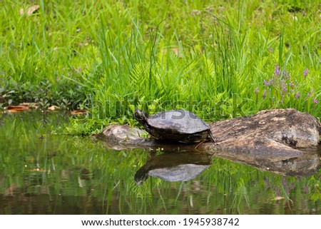 Amazing turtle image with grass background and perfect reflection in water