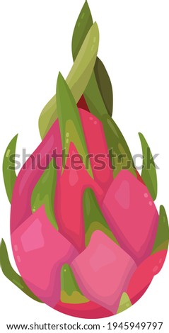 Vector image of a dragon fruit (pitahaya). Whole fruit in the skin. The isolated image on a white background. Bright colors used
