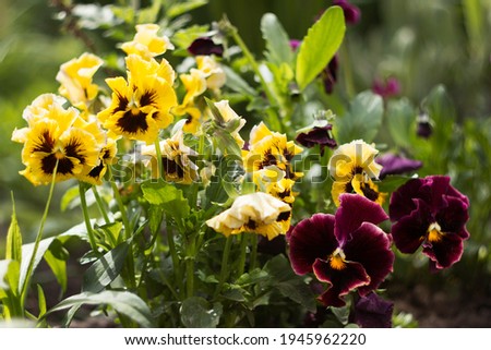 Blooming bush of large yellow pansies. Bright Summer Background