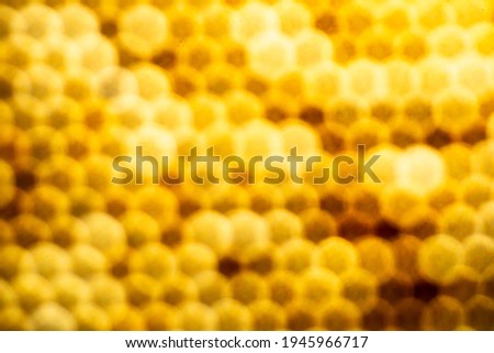 Close up abstract Blurred honeycomb pattern, Background from nature