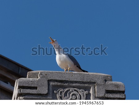 seagull on the roof, blue sky background,