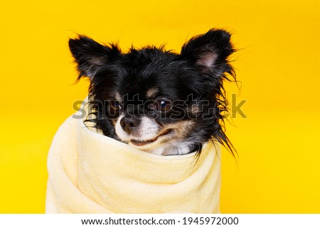 Funny wet puppy of chihuahua after bath wrapped in towel. Just washed cute dog on yellow background.