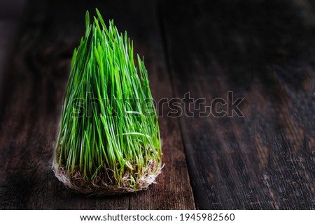 Fresh sprouted wheat grass on dark wooden table background. Space for text