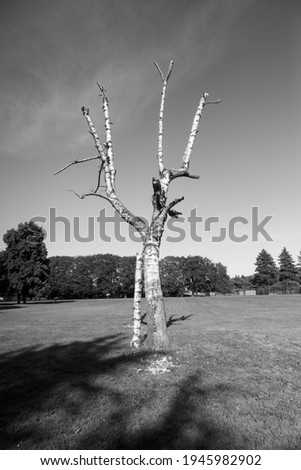 Dead Tree in a Park