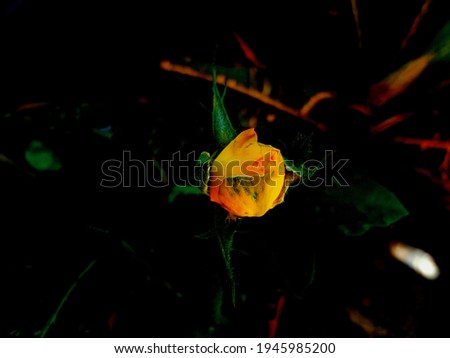 Rose bud in black ground. Yellow rose bud in dark black background. 
