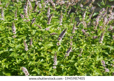 Mentha piperita or peppermint or  mint green plant with purple flowers  Royalty-Free Stock Photo #1945987405