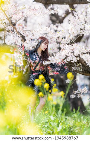 Full-body photo of a Japanese woman in a kimono dancing while watching the cherry blossoms in full bloom