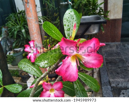 A close-up view of Cambodian flowers blooming and having been splashed by raindrops on their leaves with soft focus on the background