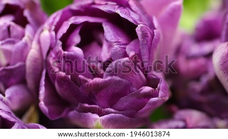Macro photography of purple tulip petals (flower variety -  Blue Diamond) in selective focus for background, large format