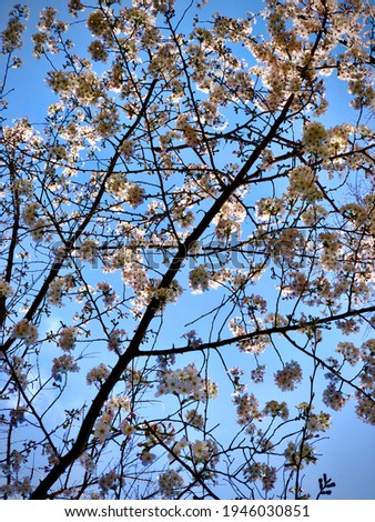 Cherry blossom, parks, outdoor, fall